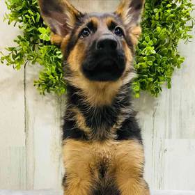 German Shepherd