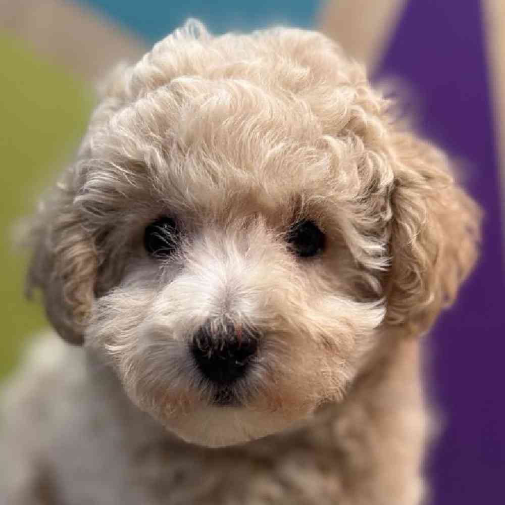 Female BichonPoo Puppy for Sale in Rogers, AR