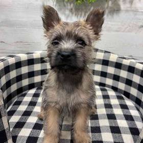 Cairn Terrier