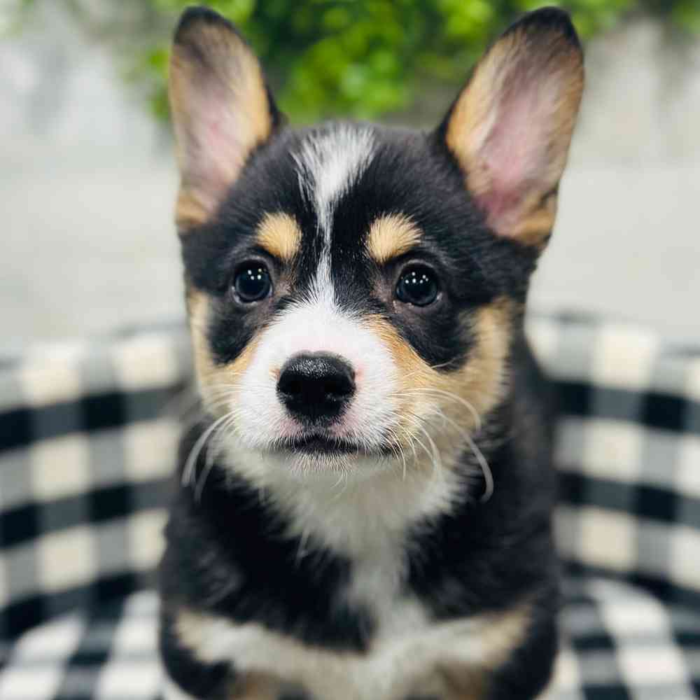 carousel pet images