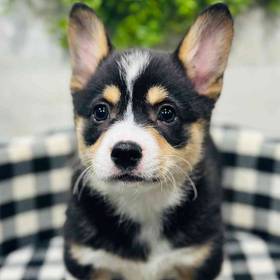 Pembroke Welsh Corgi