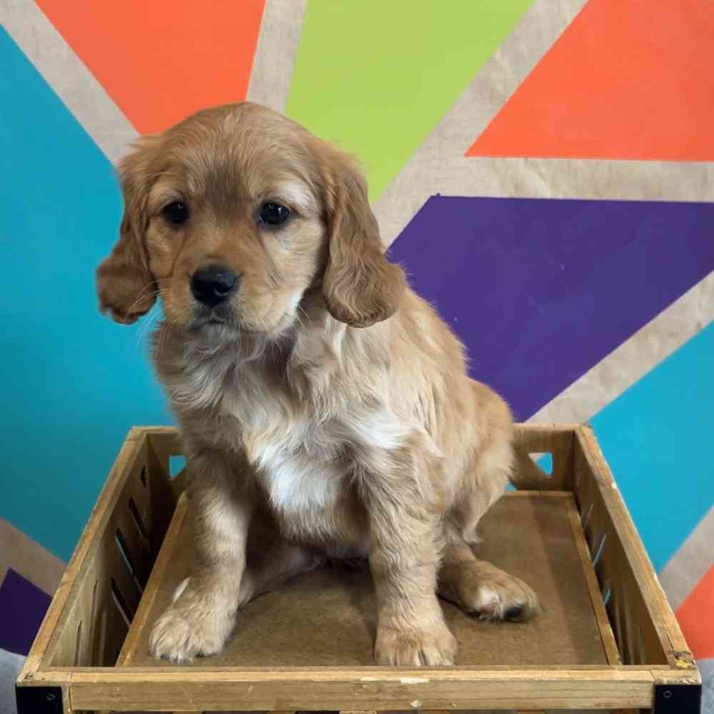 Mini Golden Retriever Puppies For Sale | Forever Love Puppies, image size:1000x1000