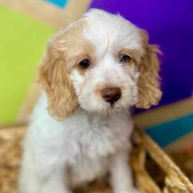 Cockapoo