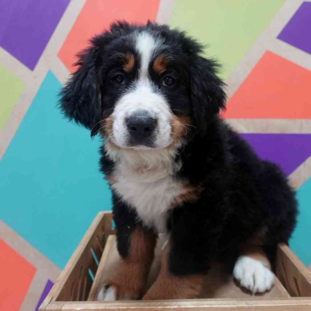 carousel pet images