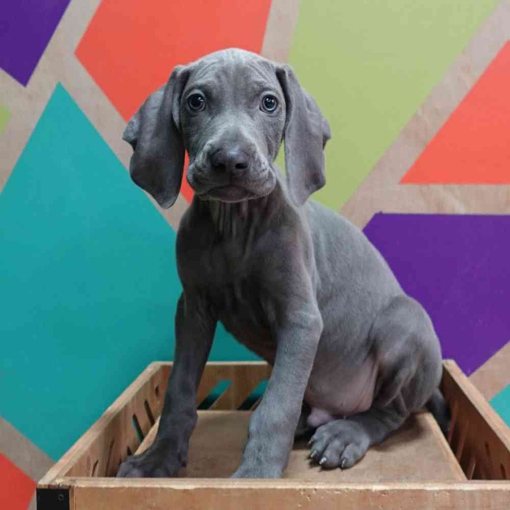 Image of a pet breed in the gallery