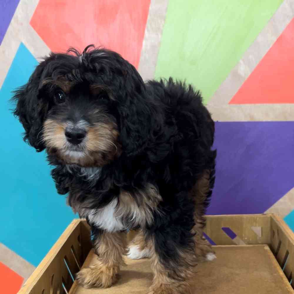carousel pet images