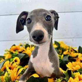 Italian Greyhound
