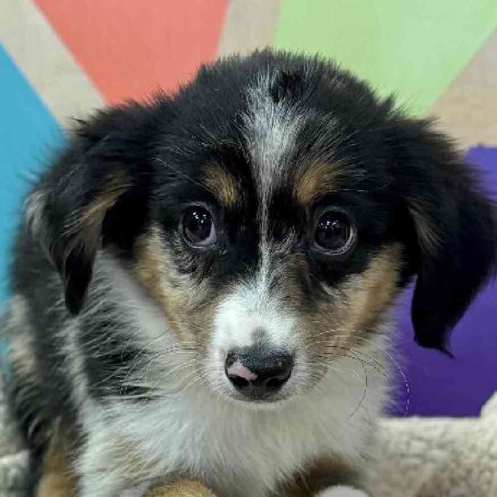 Image of a pet breed in the gallery