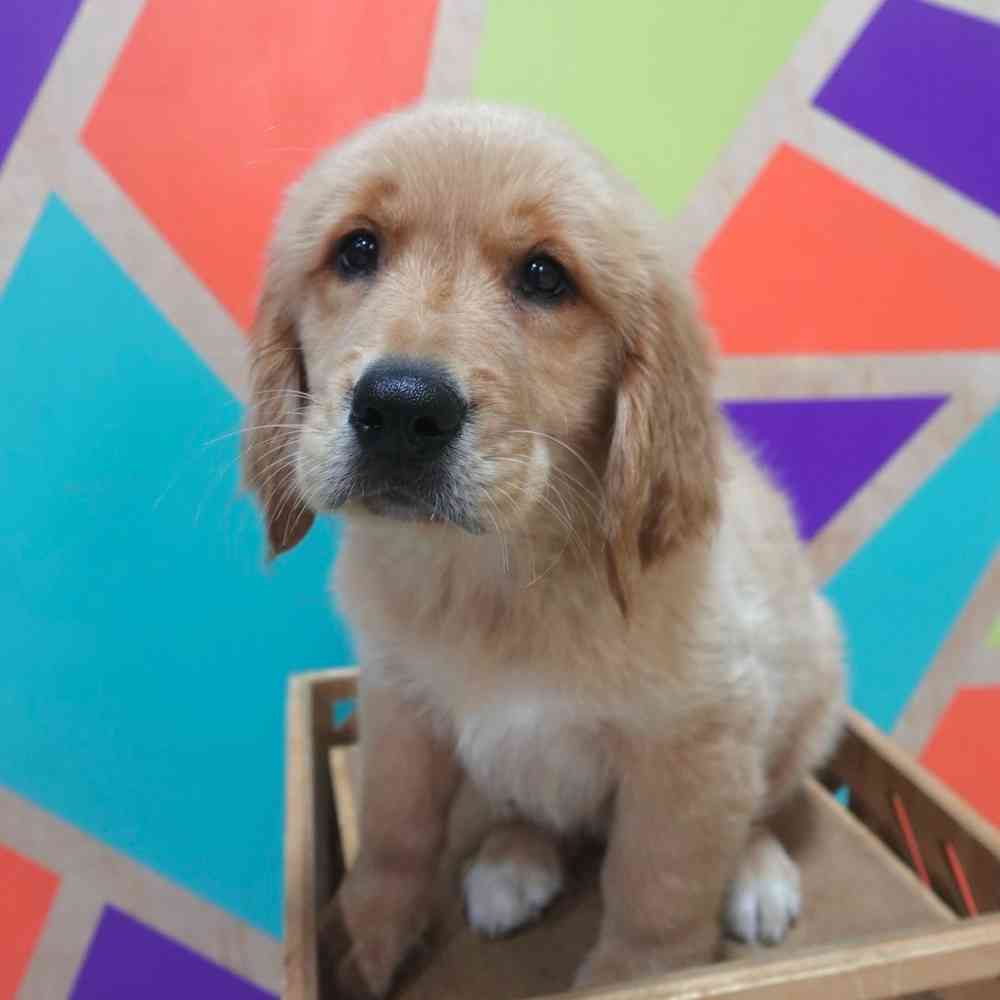Image of a pet breed in the gallery