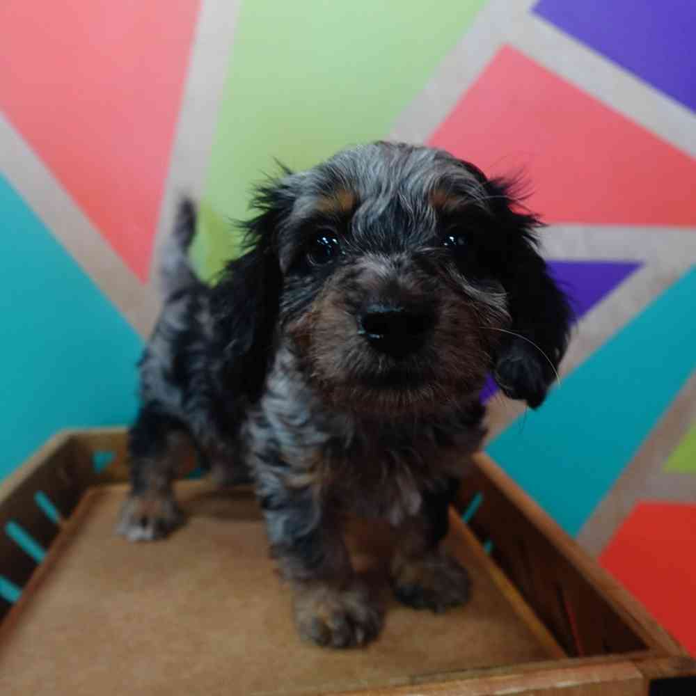 carousel pet images