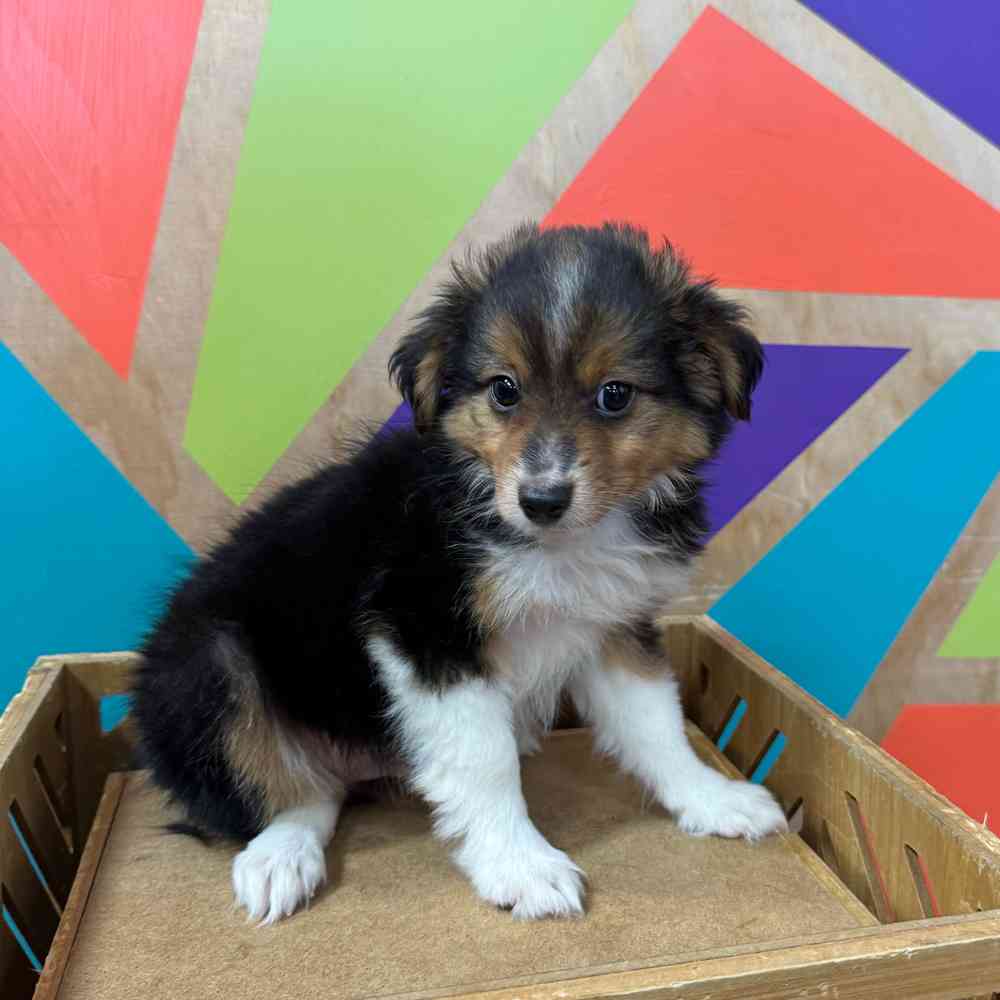carousel pet images