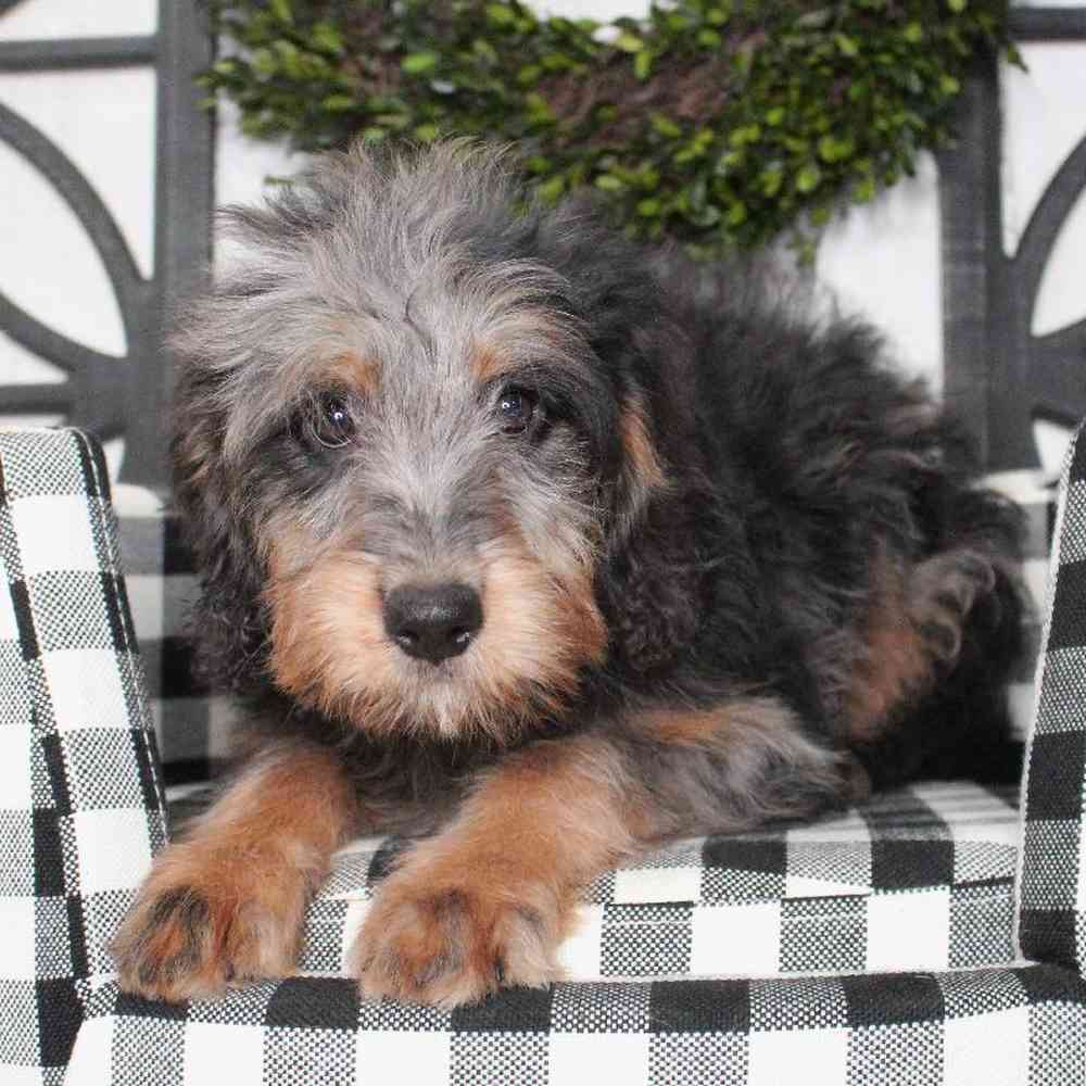 Female Mini Bernedoodle Puppy for sale