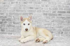 Siberian Husky