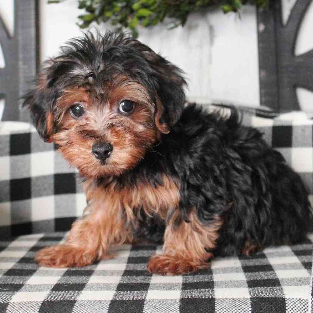 Male Yorkie-Poo Puppy for sale