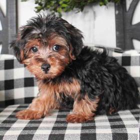 Yorkie-Poo