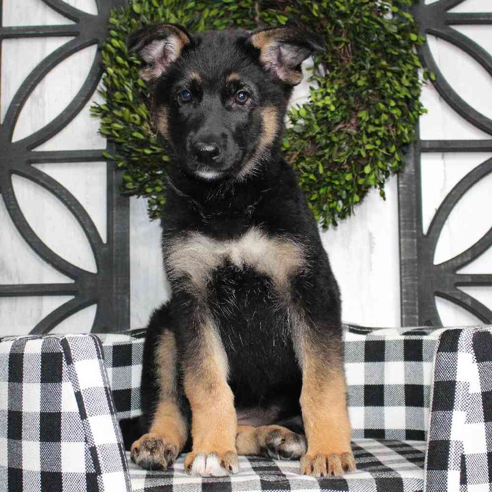 Male German Shepherd Puppy for sale