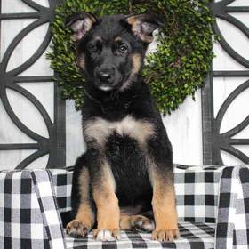 German Shepherd