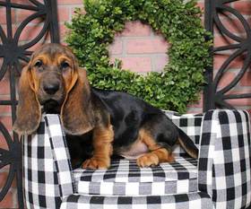 Basset Hound