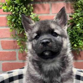 Norwegian Elkhound