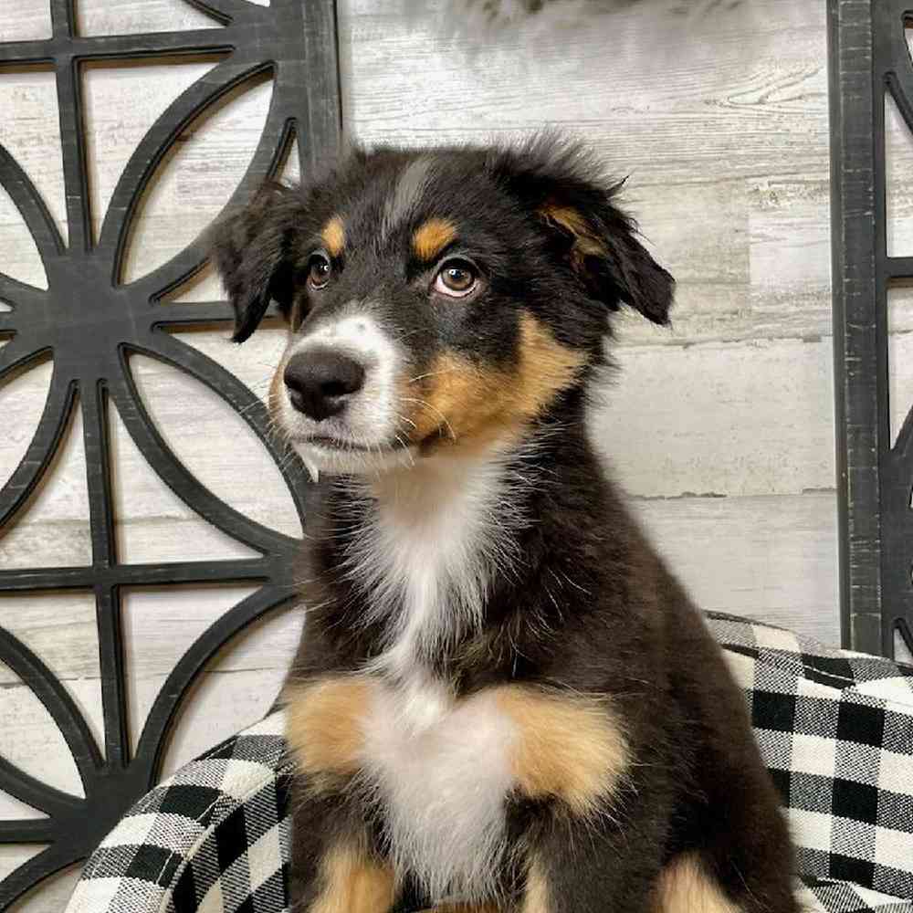 Male Australian Shepherd Puppy for sale