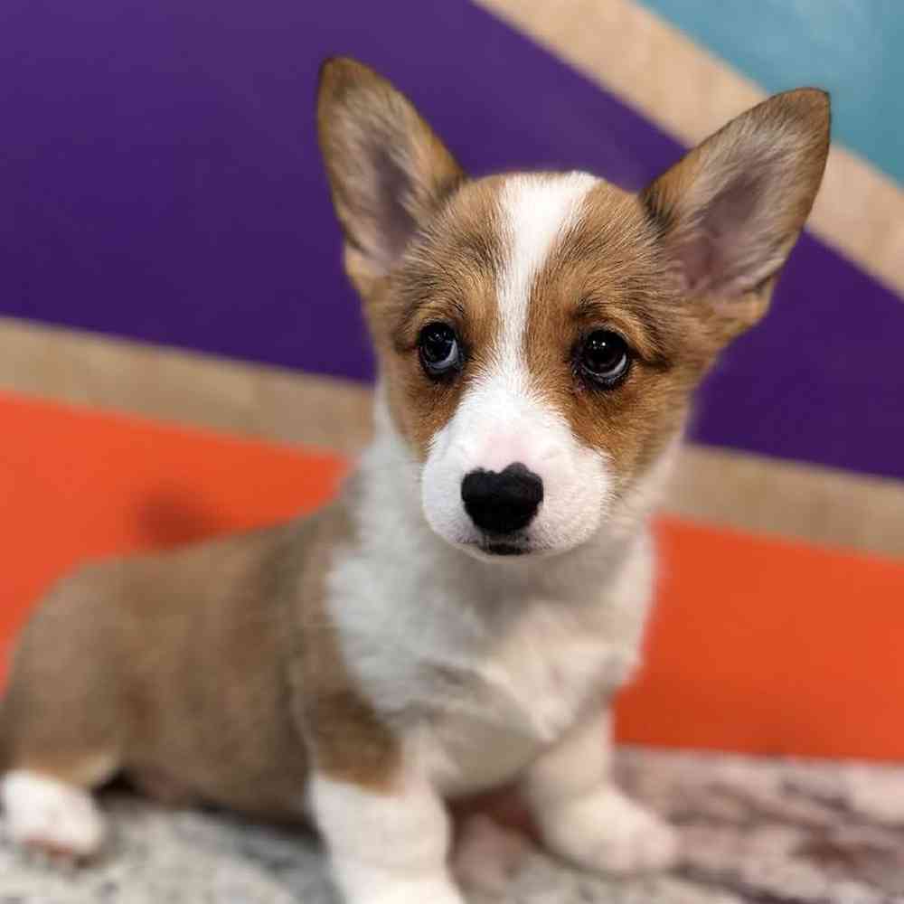 carousel pet images