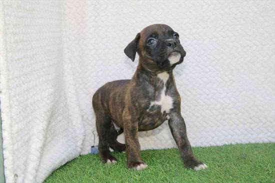 Boxer