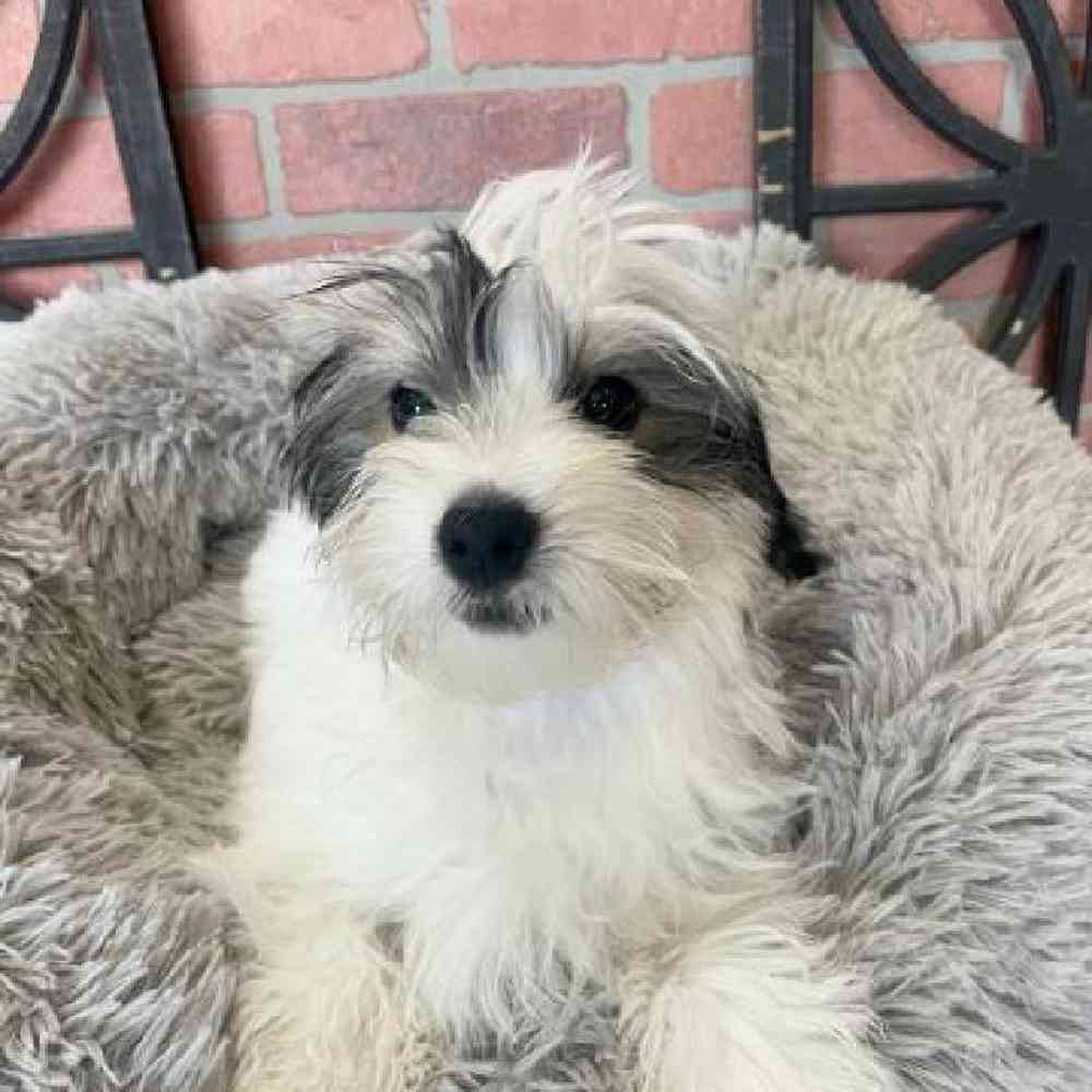 Male Morkie Puppy for Sale in Rogers, AR