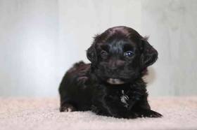 Mini Poodle