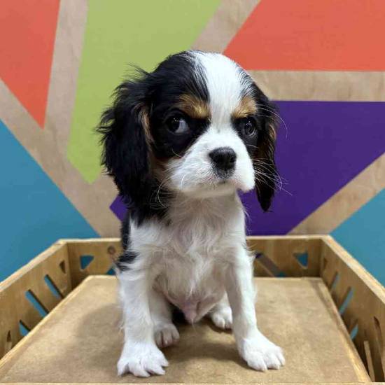 サン Cavalier King Charles Spaniel Puppies for Sale in Rogers, Arkansas