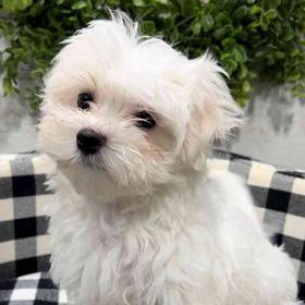 Maltese