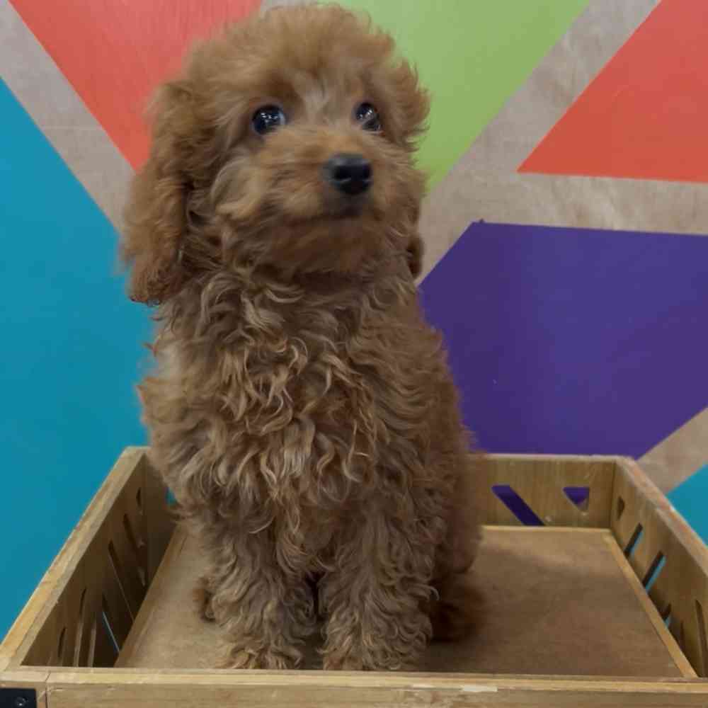 carousel pet images