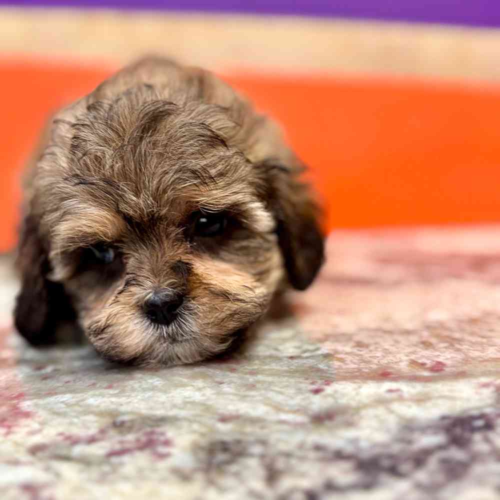 carousel pet images