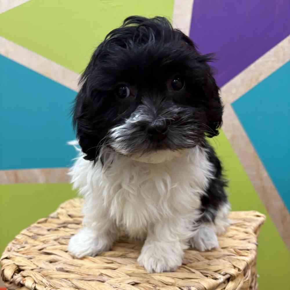 Image of a pet breed in the gallery