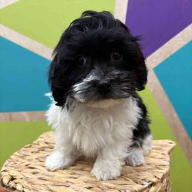 Havanese
