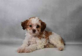 Yorkie-Poo