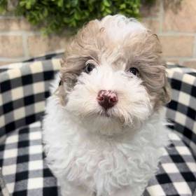 Bichon-Poodle