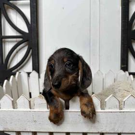 Dachshund