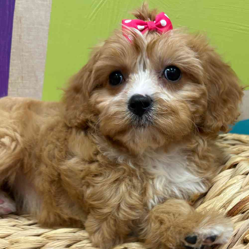 carousel pet images