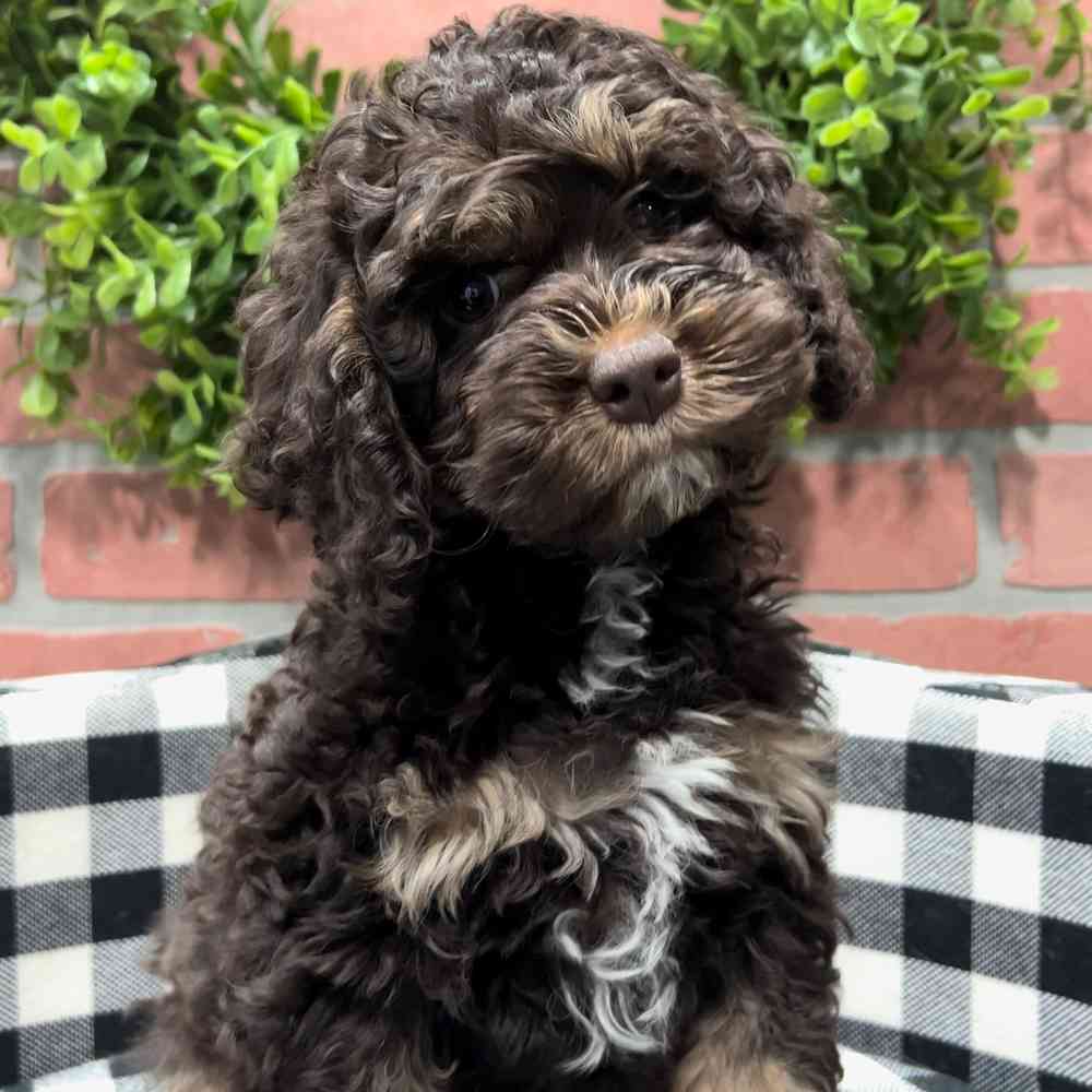 carousel pet images