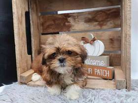 Shih Tzu