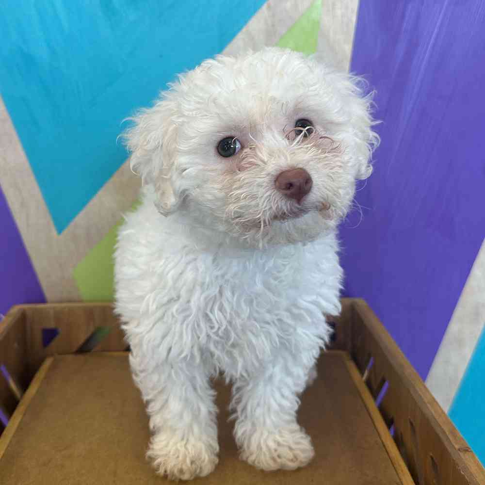 carousel pet images