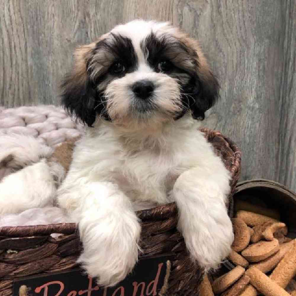 carousel pet images
