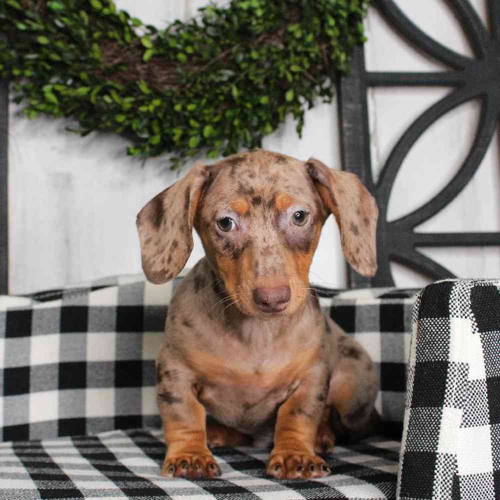 Male Dachshund Puppy for sale