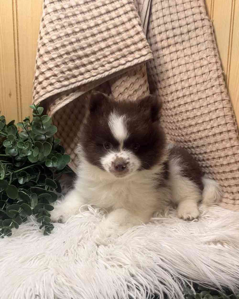 carousel pet images
