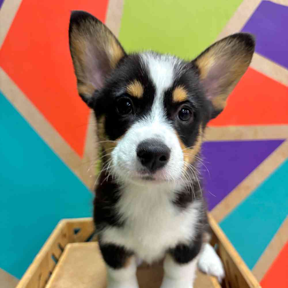 Image of a pet breed in the gallery