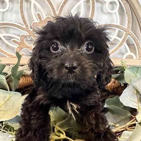 Cavapoo