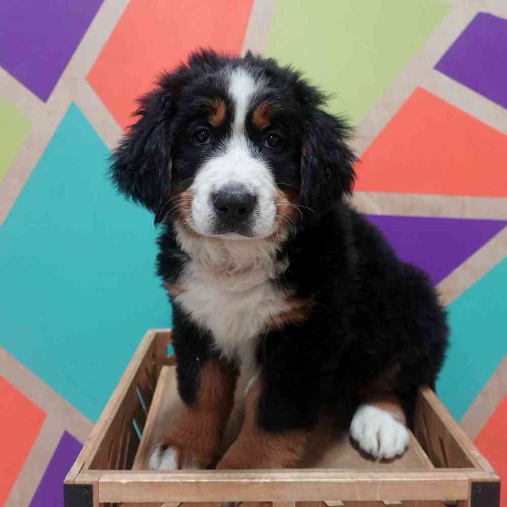 carousel pet images