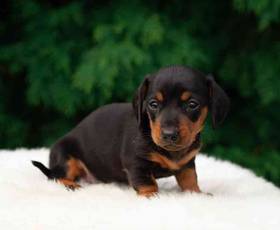 Dachshund