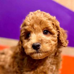 F1B Cavapoo