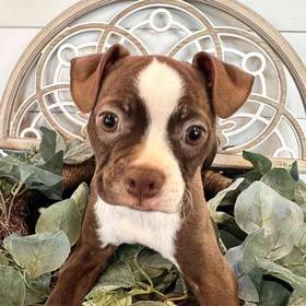 Boston Terrier